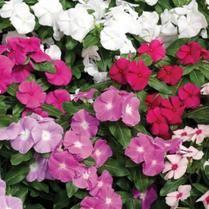 Fleurs d'impatiens