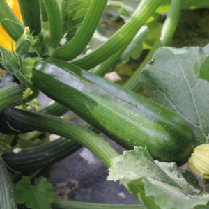 Courgette verte