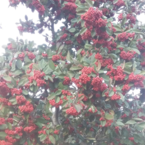 Cotoneaster