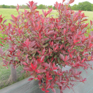 Photinia Red Robin