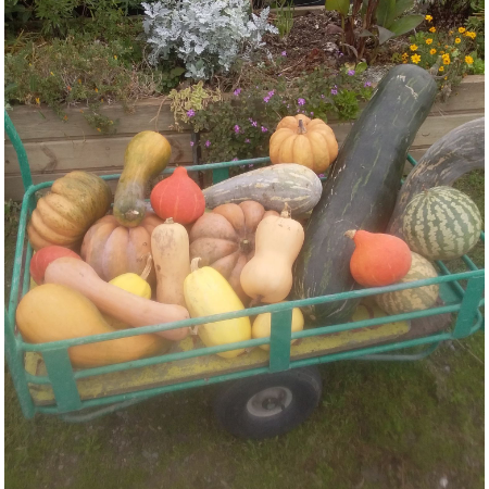 chariot de courges