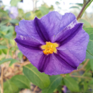 fleur de solanum rantonettii