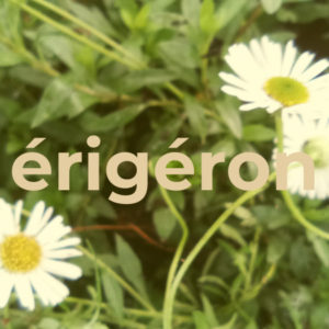 Erigéron