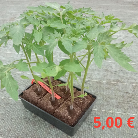 barquette de 6 plants de tomates