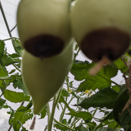 le cul noir sur tomate verte